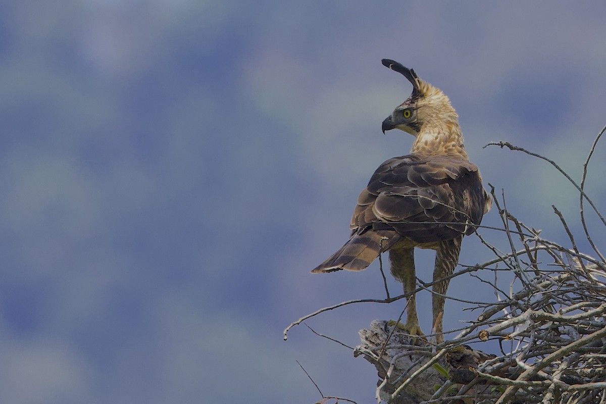 Javan Hawk-Eagle - ML647627678