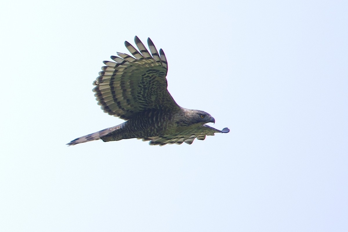 Javan Hawk-Eagle - ML647627679