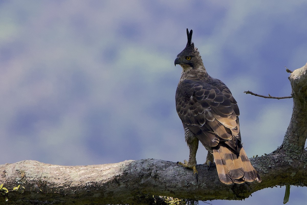 Javan Hawk-Eagle - ML647627680