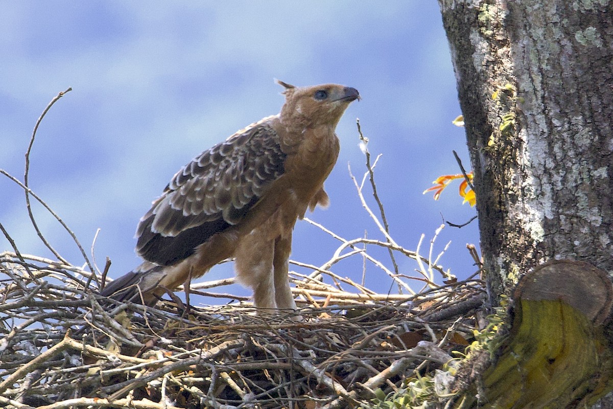 Javan Hawk-Eagle - ML647627681