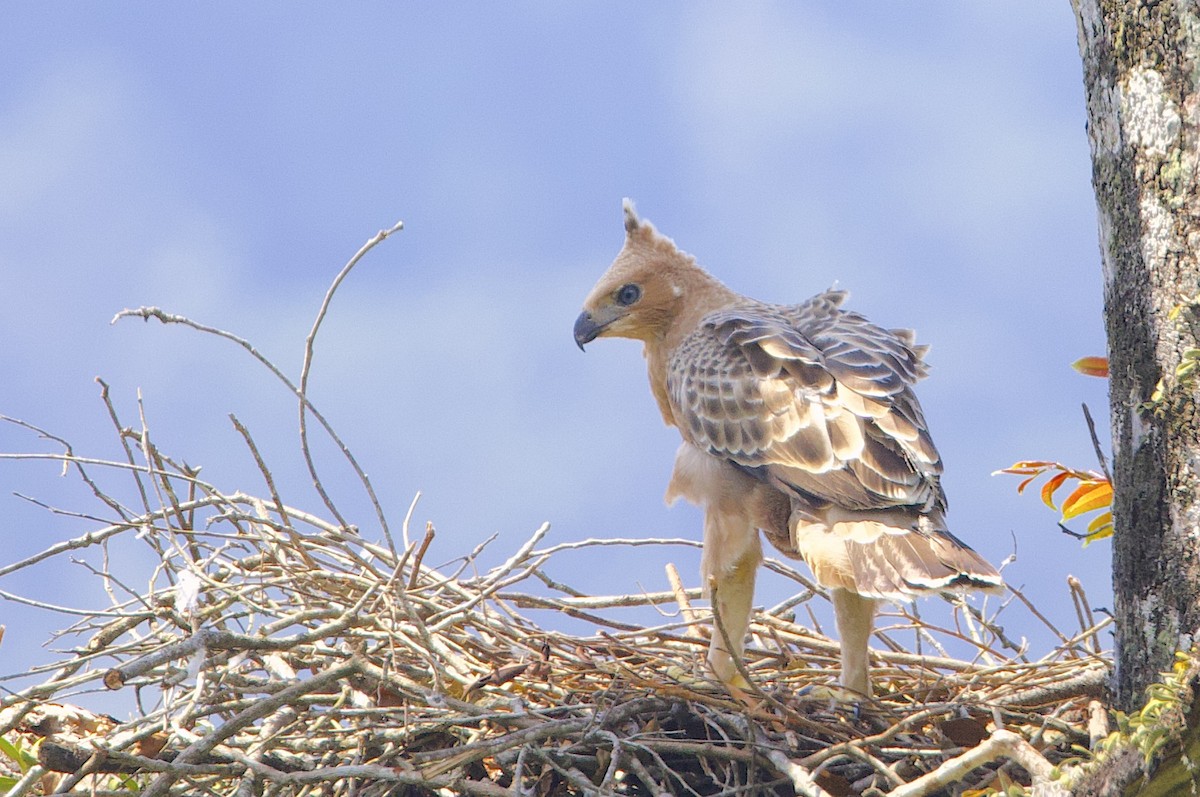 Javan Hawk-Eagle - ML647627682