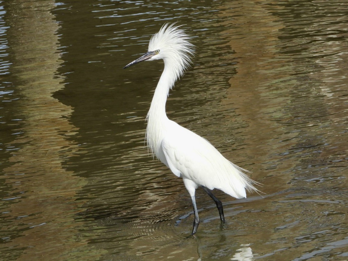 Snowy Egret - ML647627683