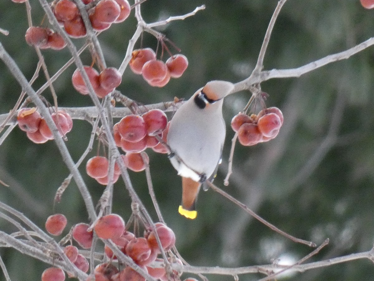 Bohemian Waxwing - ML647627684