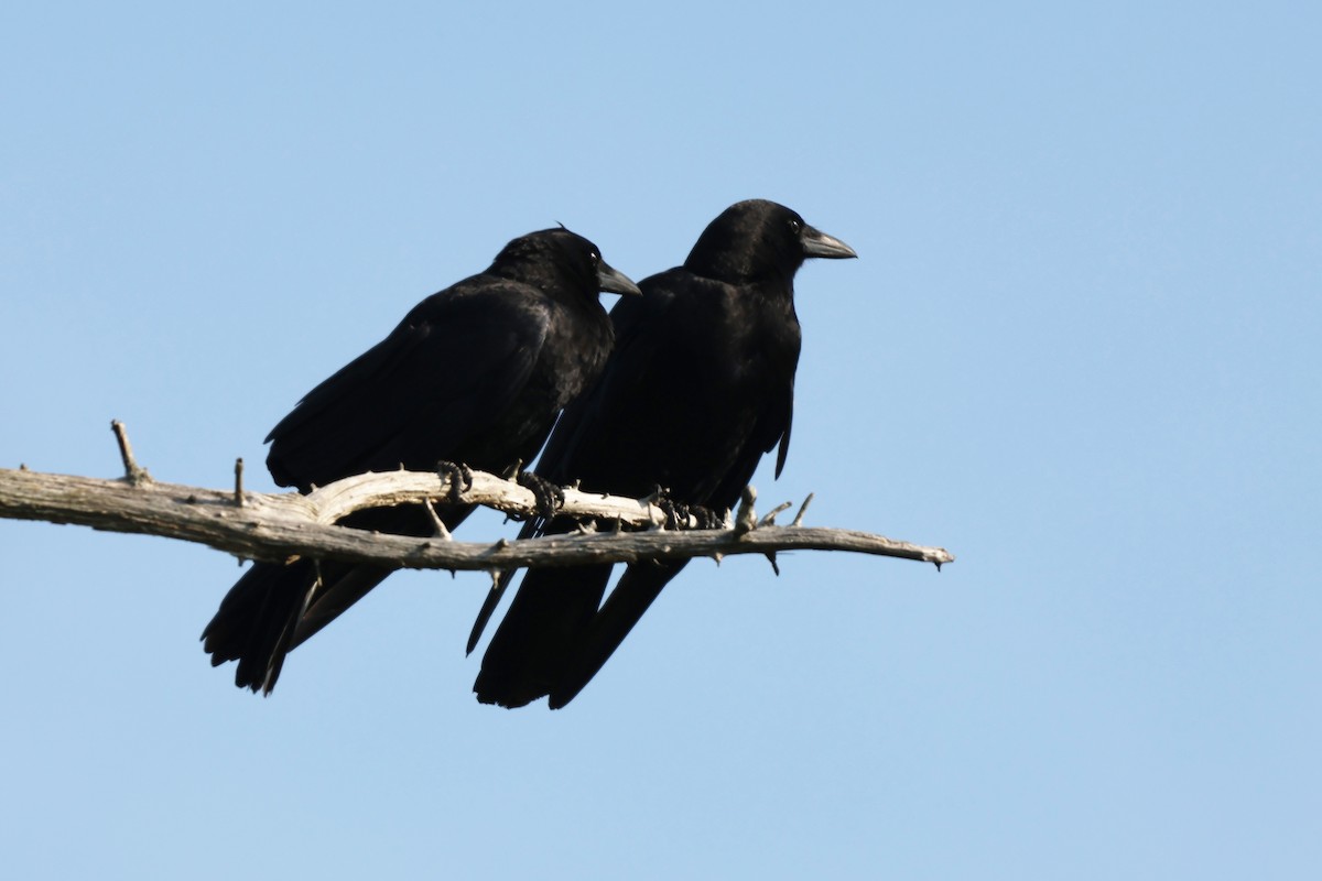 American Crow - ML647627686