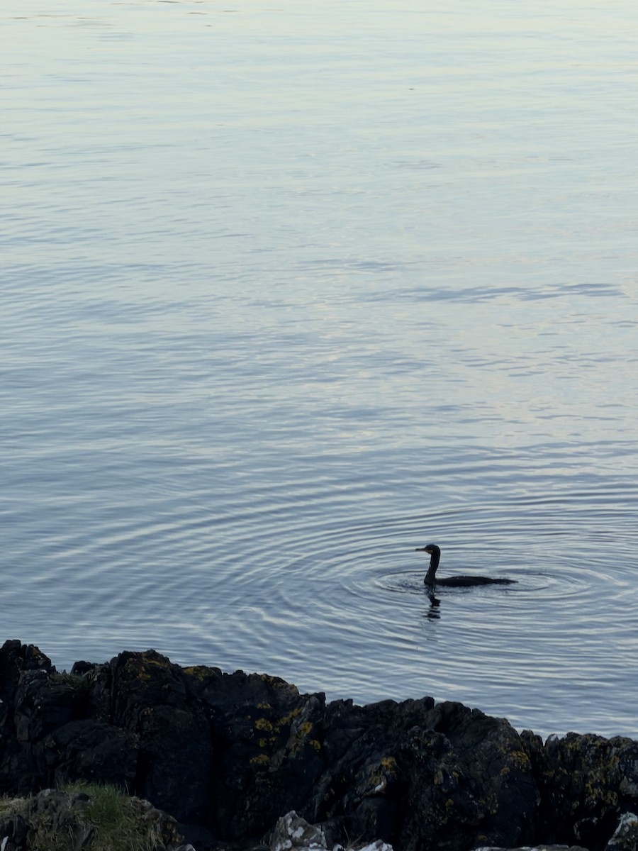 European Shag - ML647627688