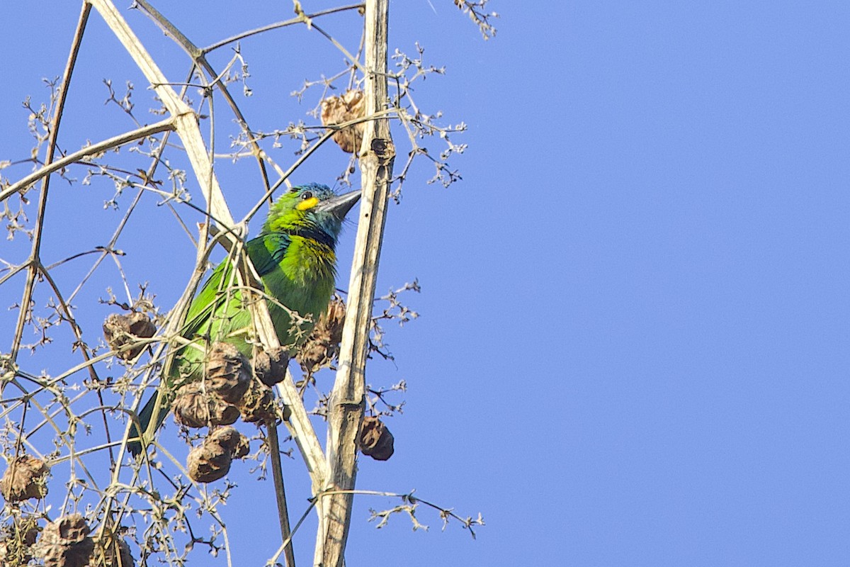 Yellow-eared Barbet - ML647627689