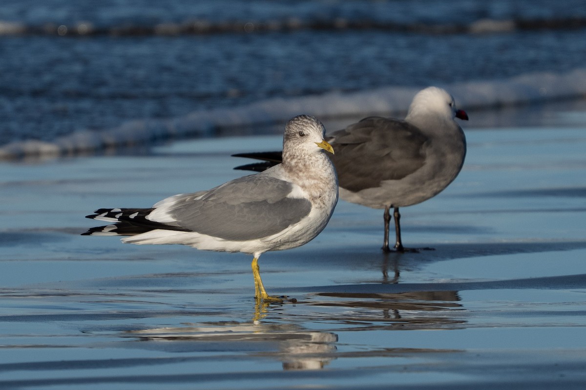 Short-billed Gull - ML647627690