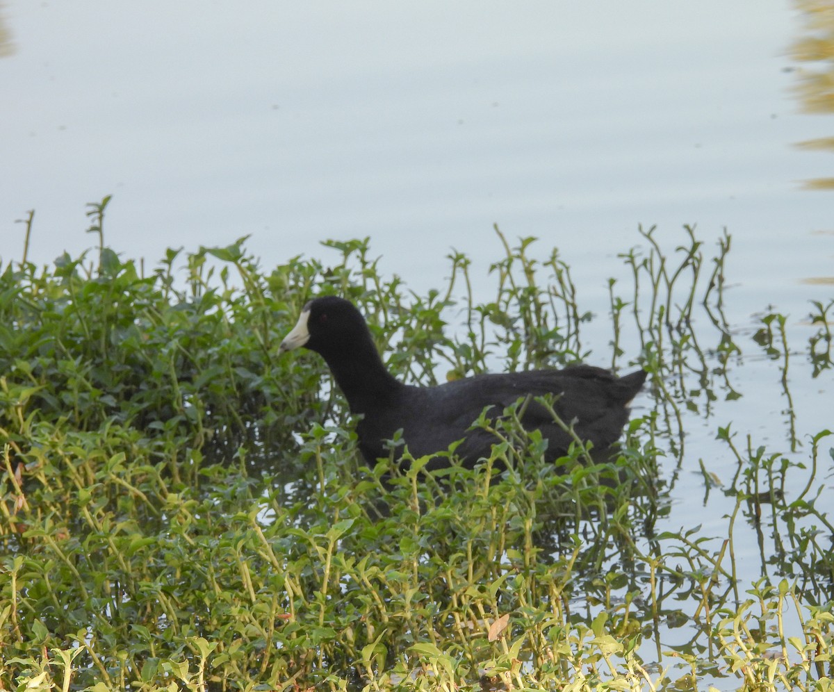 American Coot - ML647627692