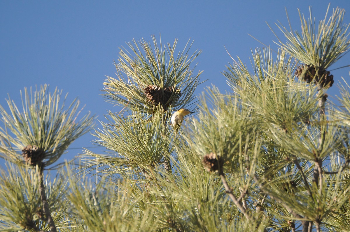 Olive Warbler - ML647627693