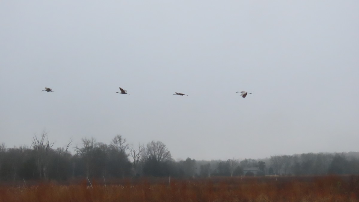 Sandhill Crane - ML647627694