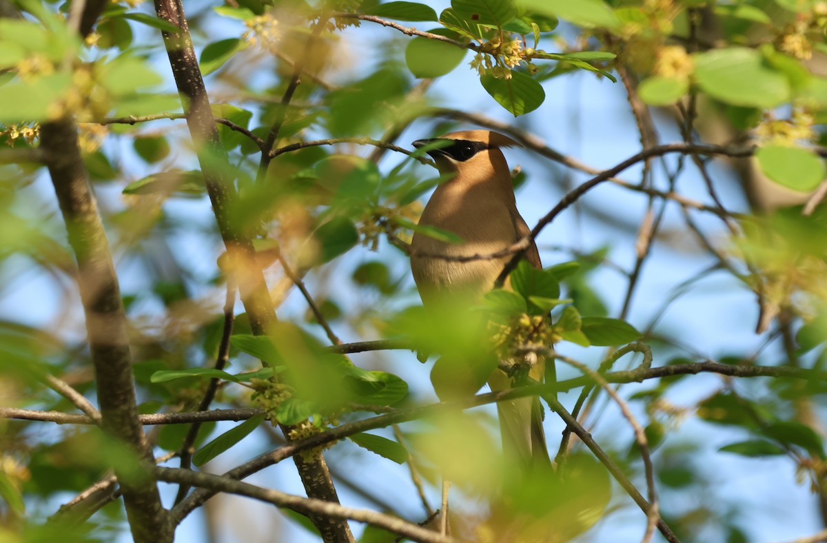 Cedar Waxwing - ML647627695