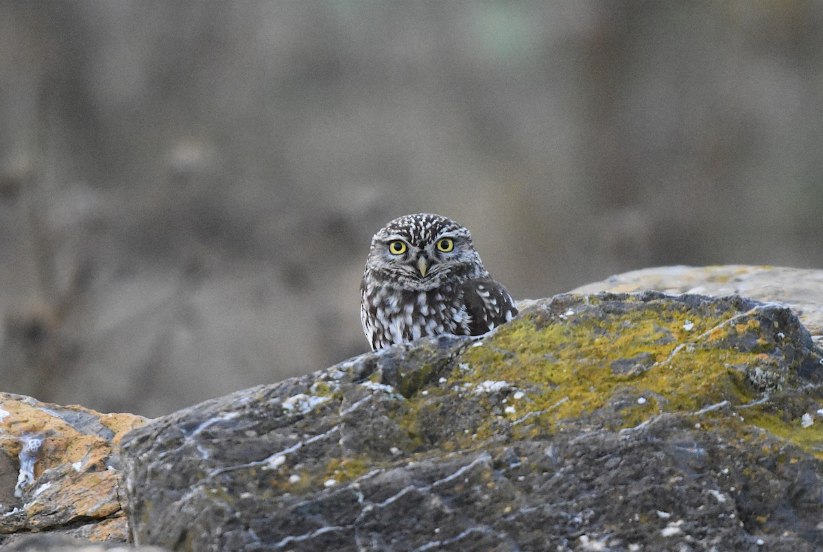 Little Owl - ML647627696