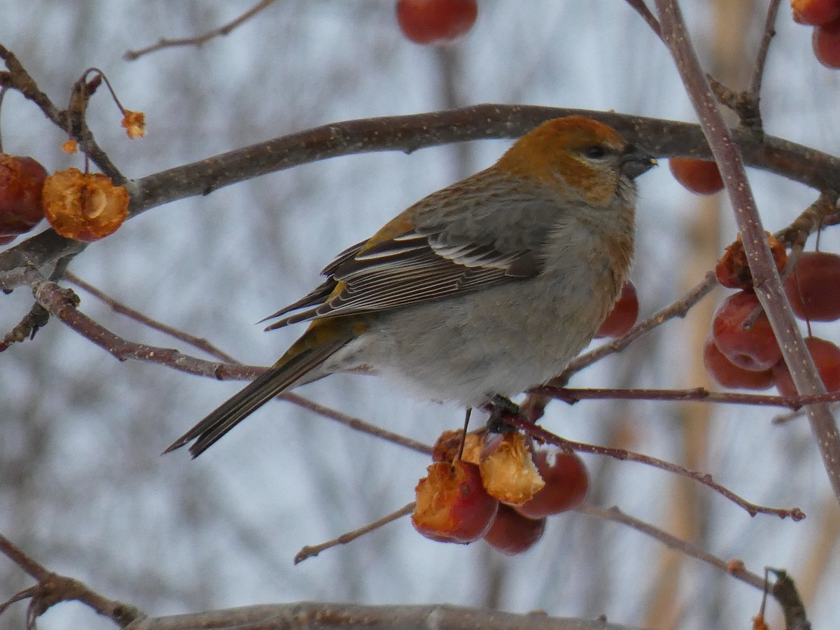 Pine Grosbeak - ML647627697