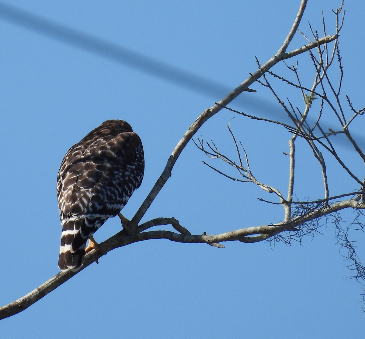 Red-shouldered Hawk - ML647627698