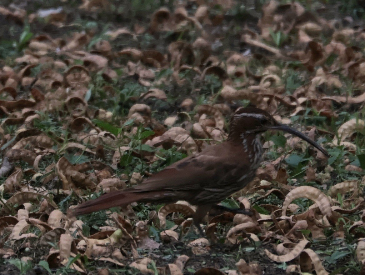 Scimitar-billed Woodcreeper - ML647627699
