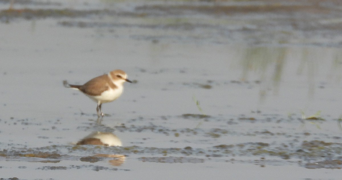 kulík mořský - ML647627707