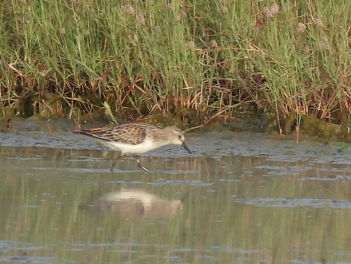 jespák malý - ML647627723