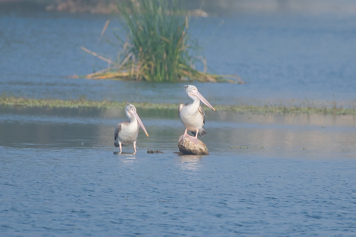 Hint Pelikanı - ML647627729