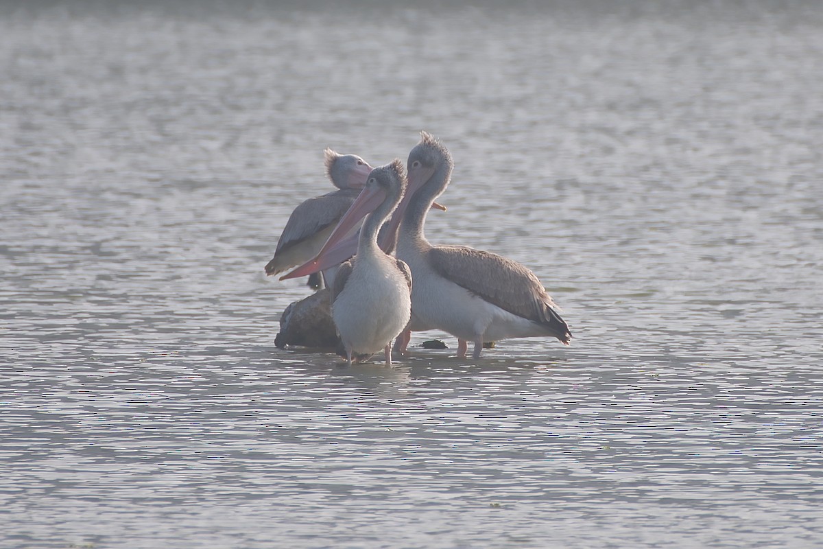 Hint Pelikanı - ML647627730