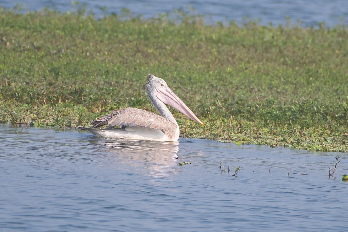 Hint Pelikanı - ML647627731