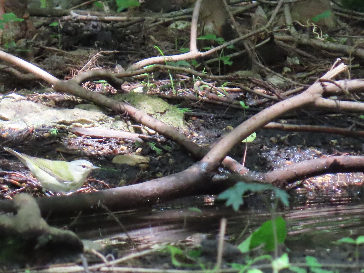 Tennessee Warbler - ML647627741