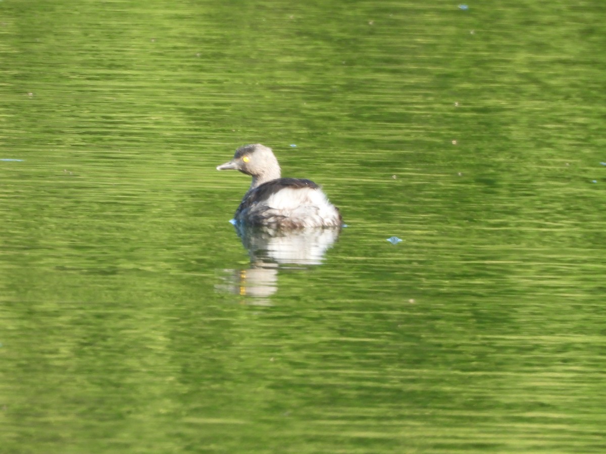 Schwarzkopf-Zwergtaucher - ML647627750