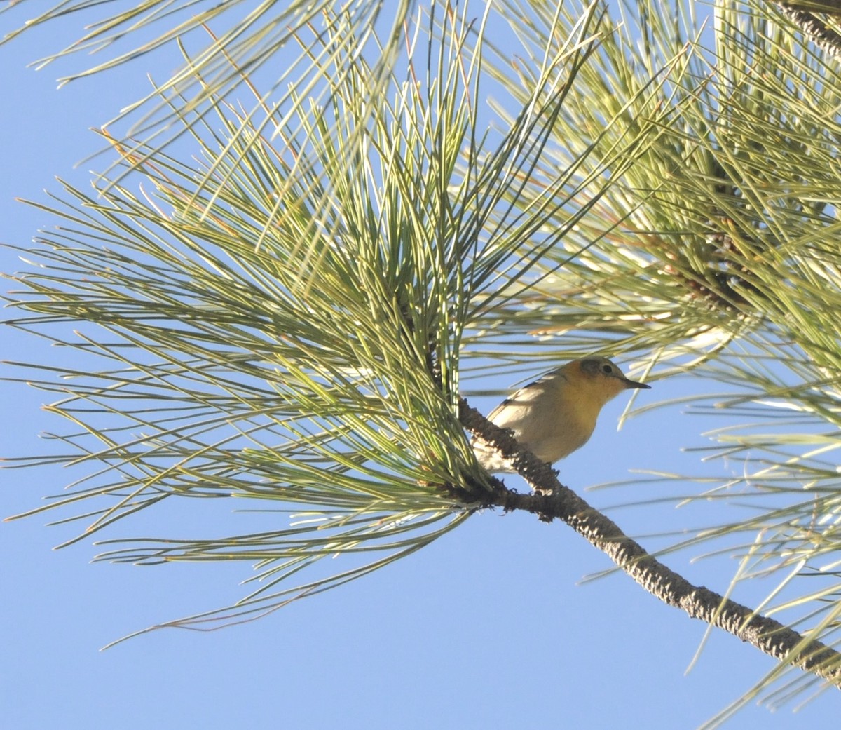 Olive Warbler - ML647627758