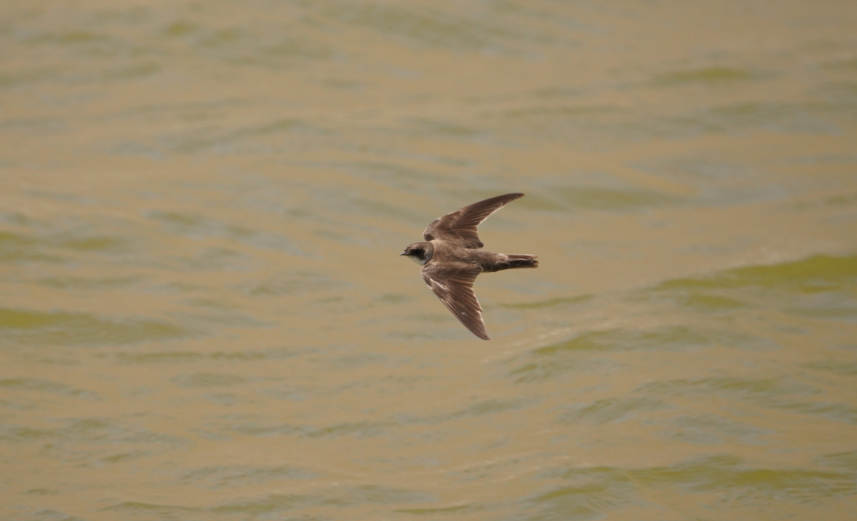 Uferschwalbe - ML647627763