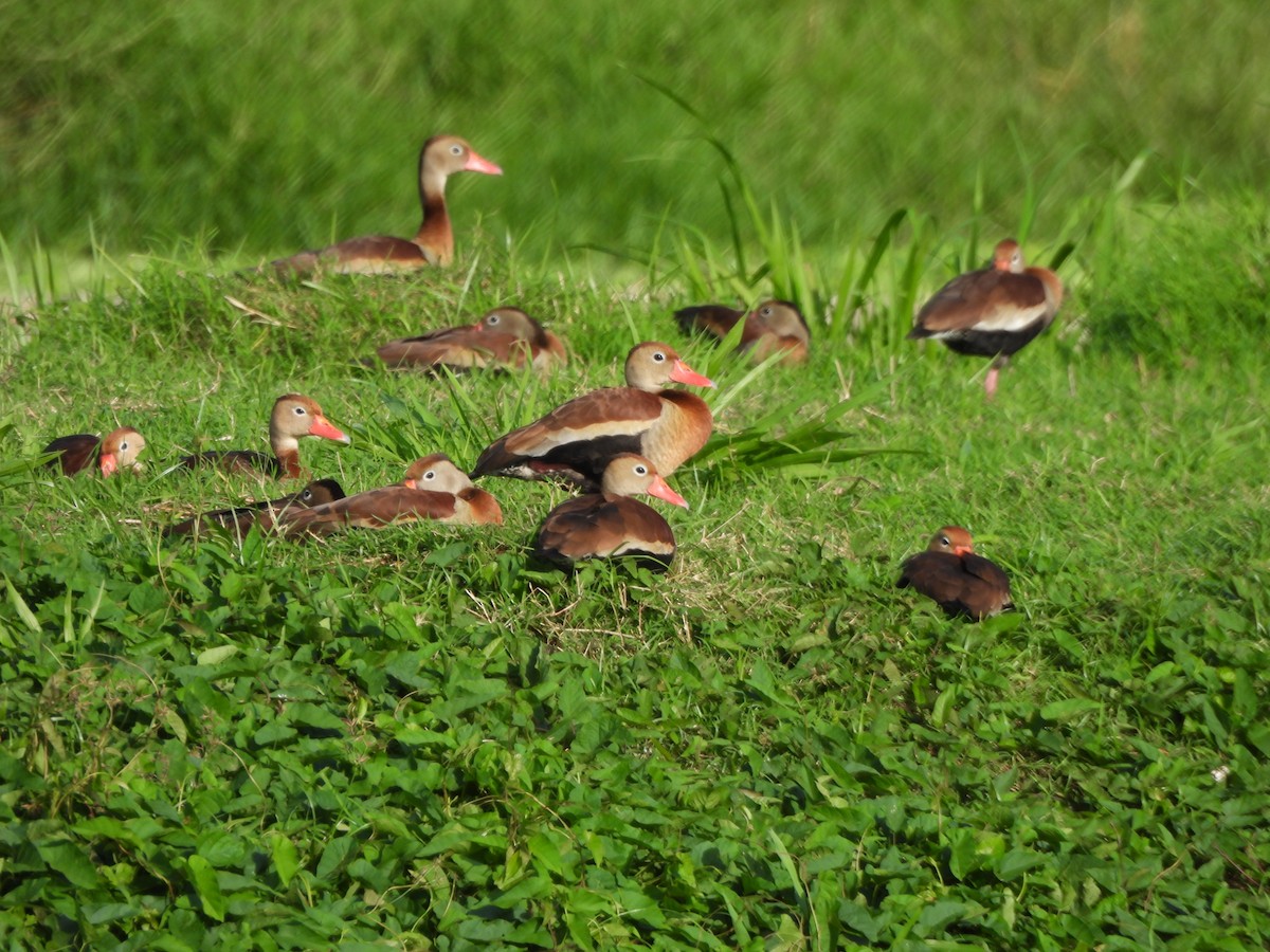 Rotschnabel-Pfeifgans - ML647627772