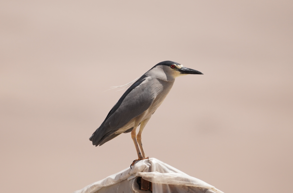 Nachtreiher - ML647627773