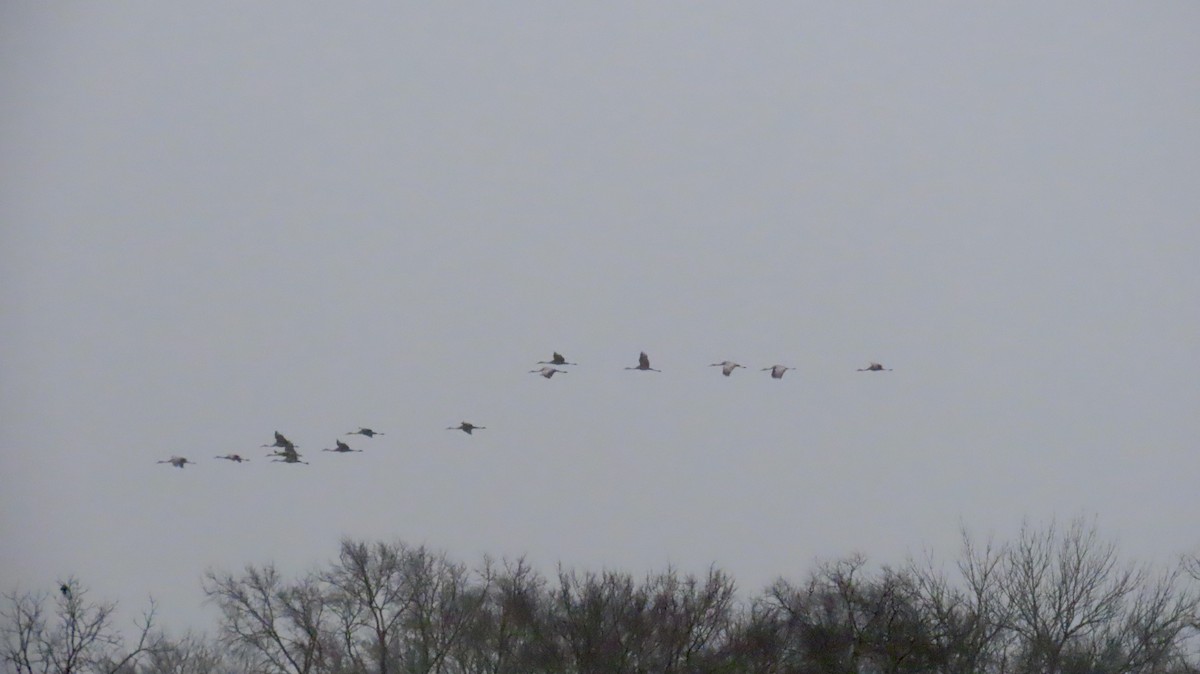 Kanadakranich - ML647627774