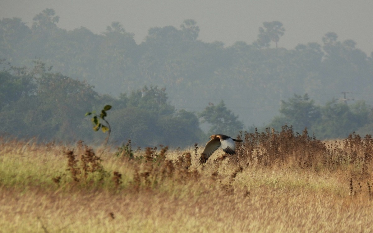 Rohrweihe - ML647627776