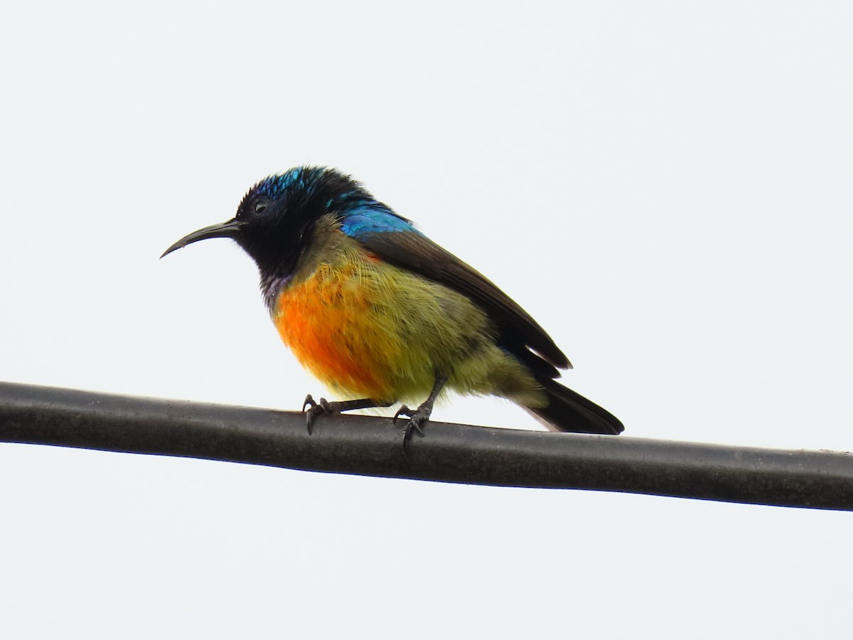 Ziernektarvogel - ML647627778