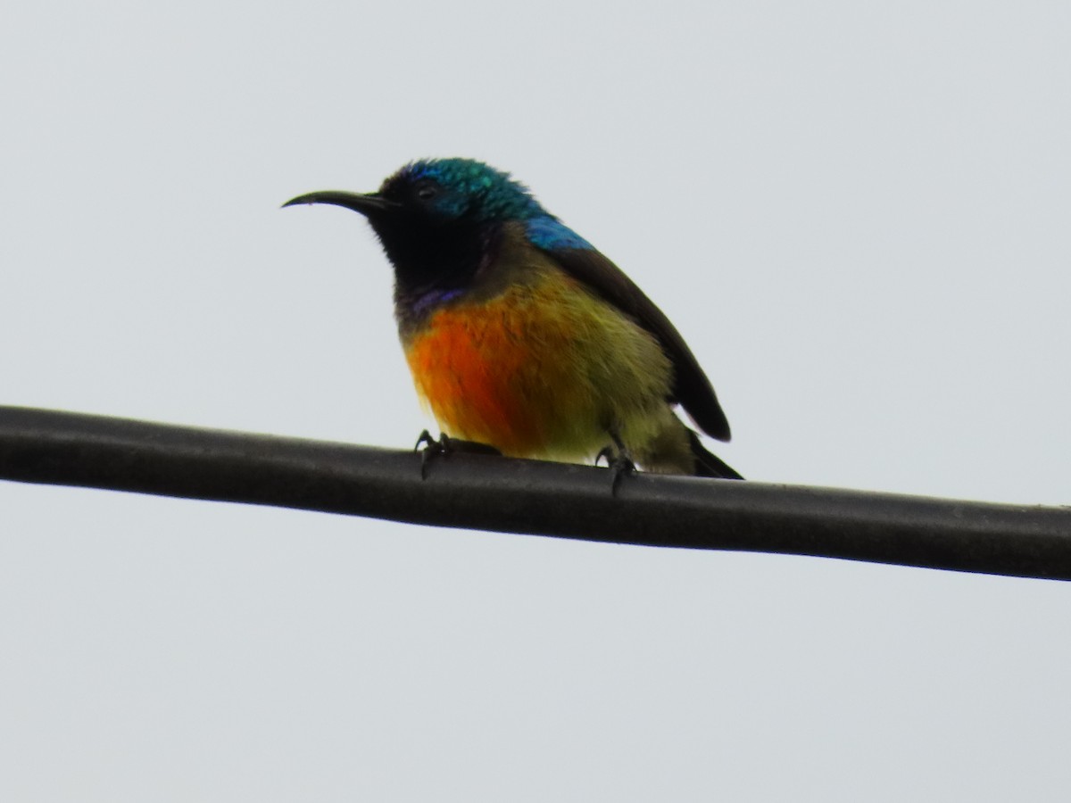 Ziernektarvogel - ML647627779