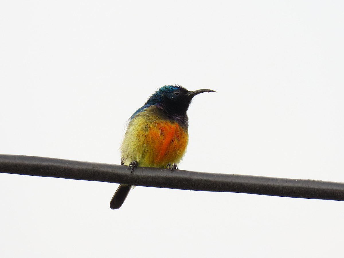 Ziernektarvogel - ML647627780