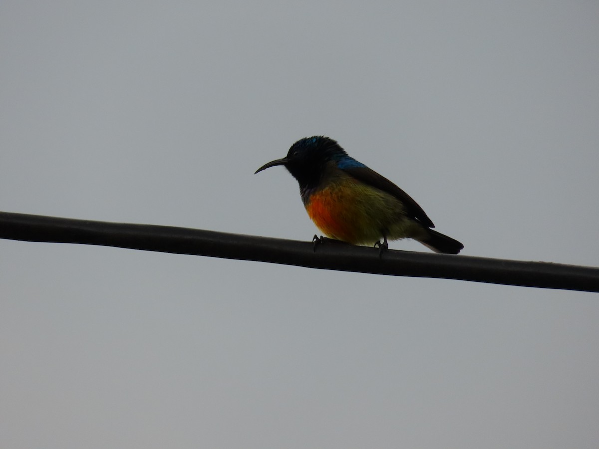 Ziernektarvogel - ML647627781