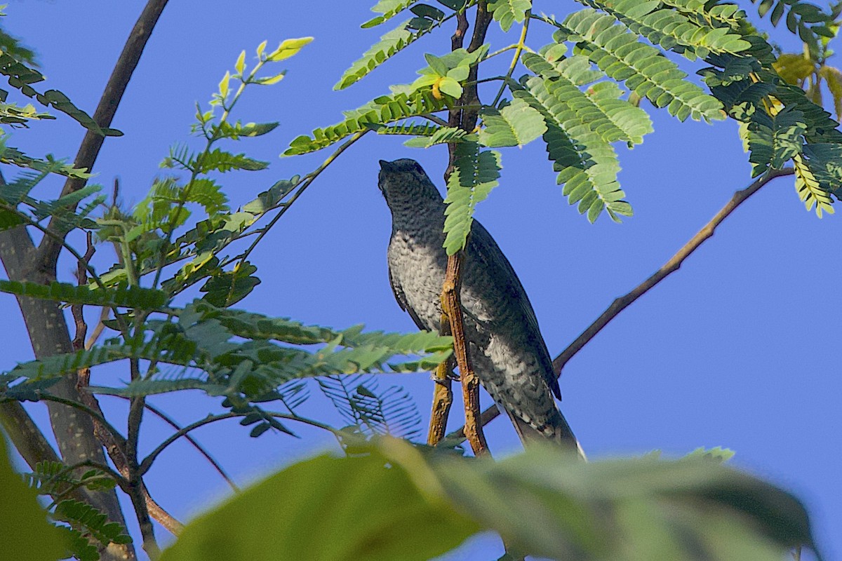 Sundaraupenfänger - ML647627783