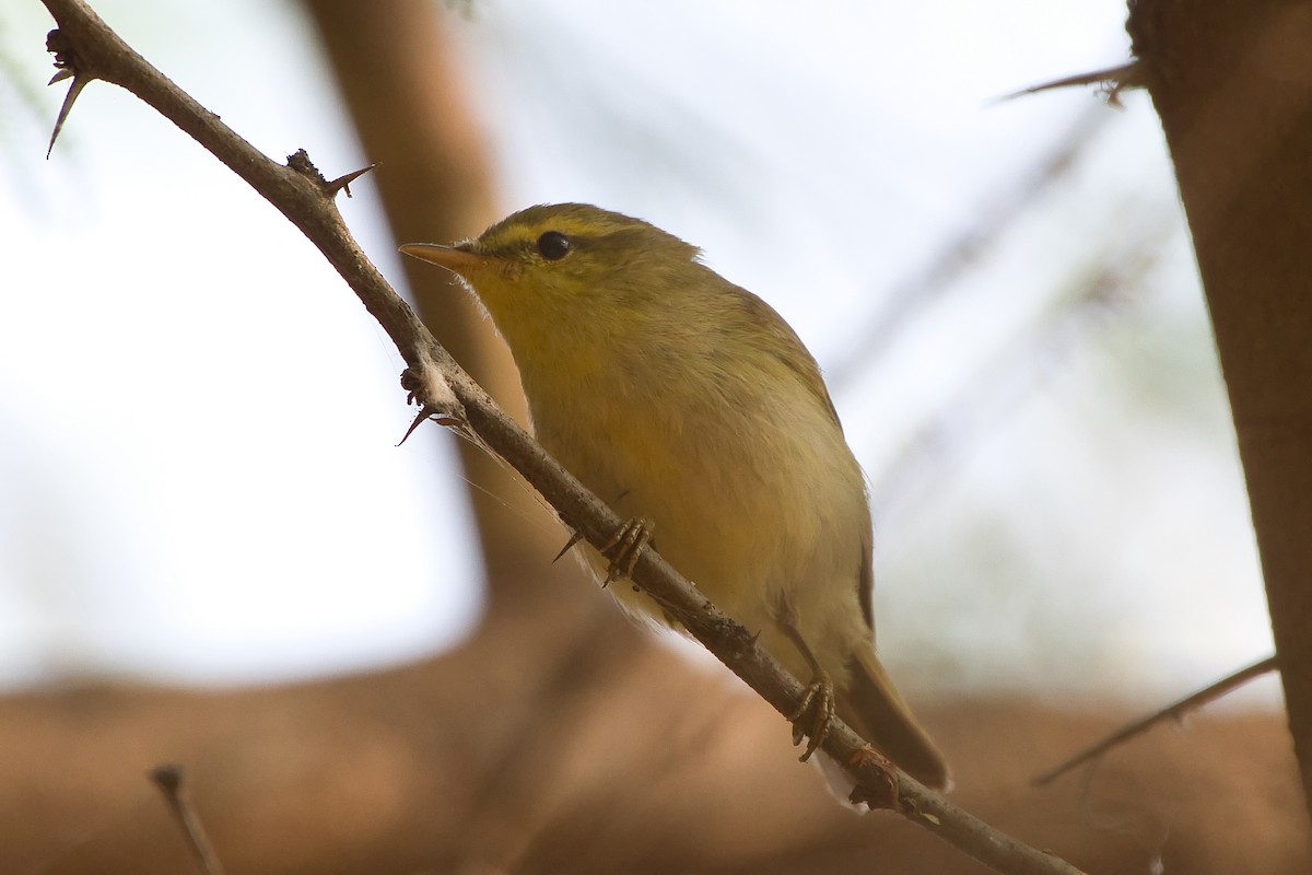 Wacholderlaubsänger - ML647627784