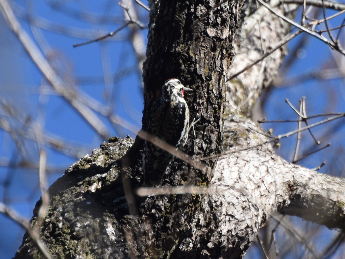 Gelbbauch-Saftlecker - ML647627785