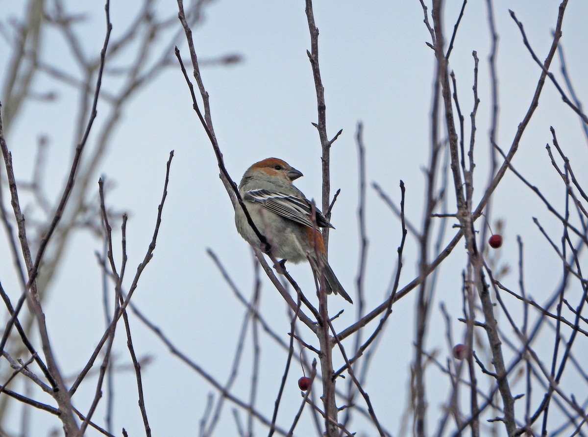 Hakengimpel - ML647627787