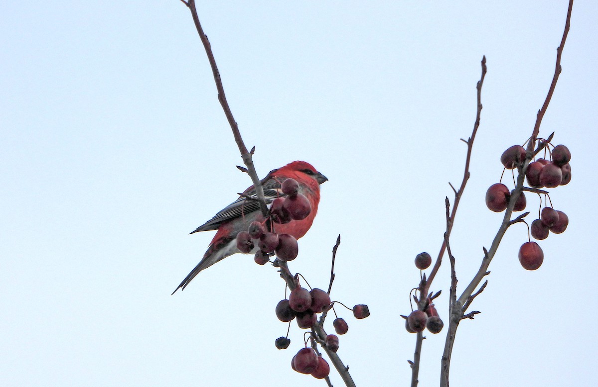 Hakengimpel - ML647627788