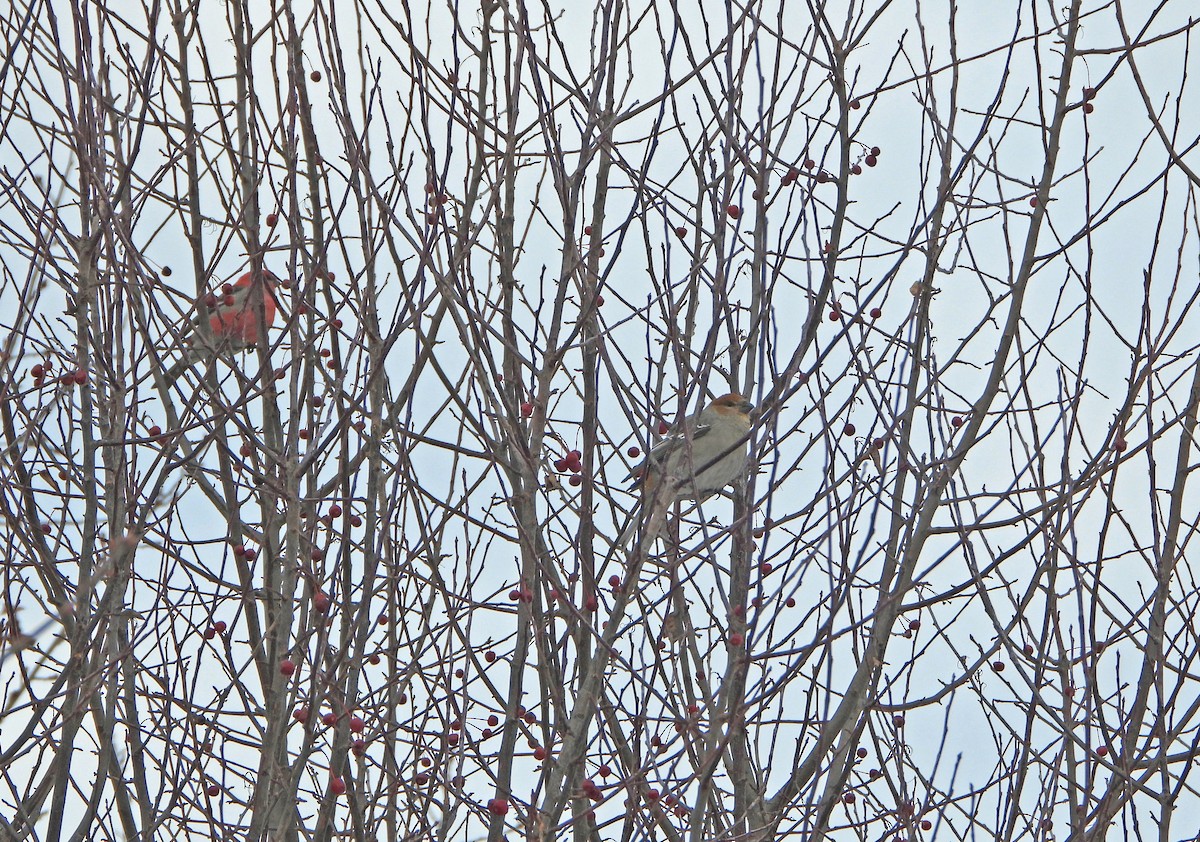 Hakengimpel - ML647627789