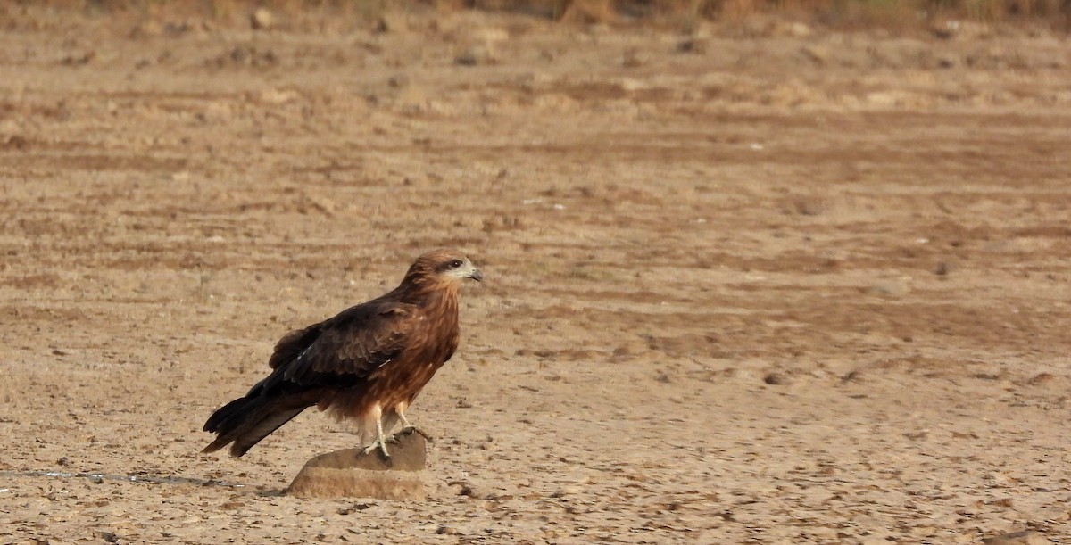 Schwarzmilan - ML647627790