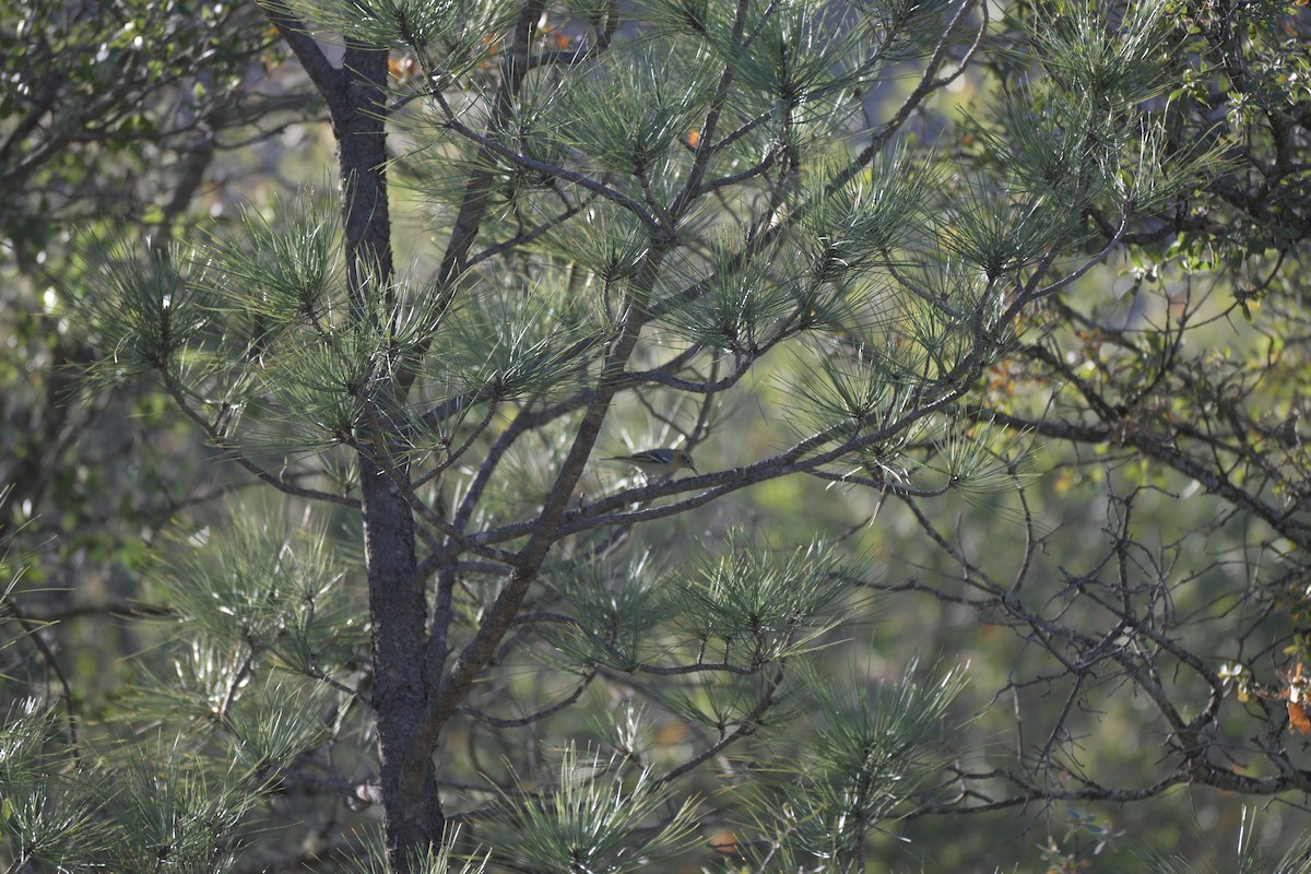 Olive Warbler - ML647627791