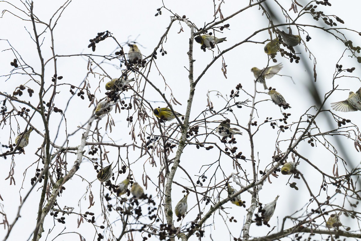 Erlenzeisig - ML647627792