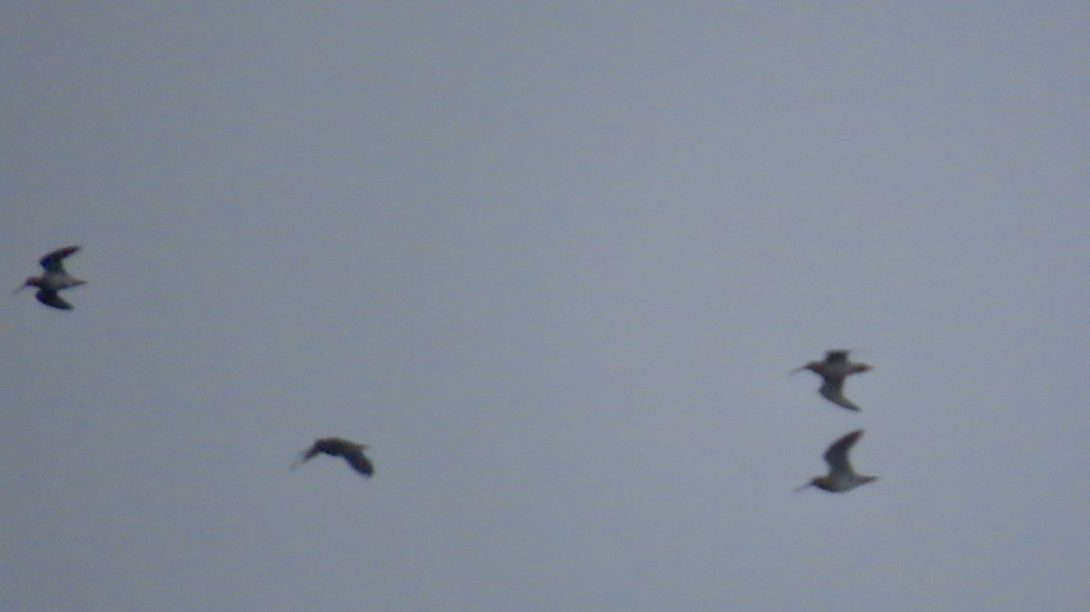 Wilsonbekassine - ML647627794