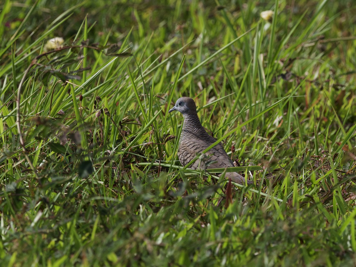 Sperbertäubchen - ML647627795