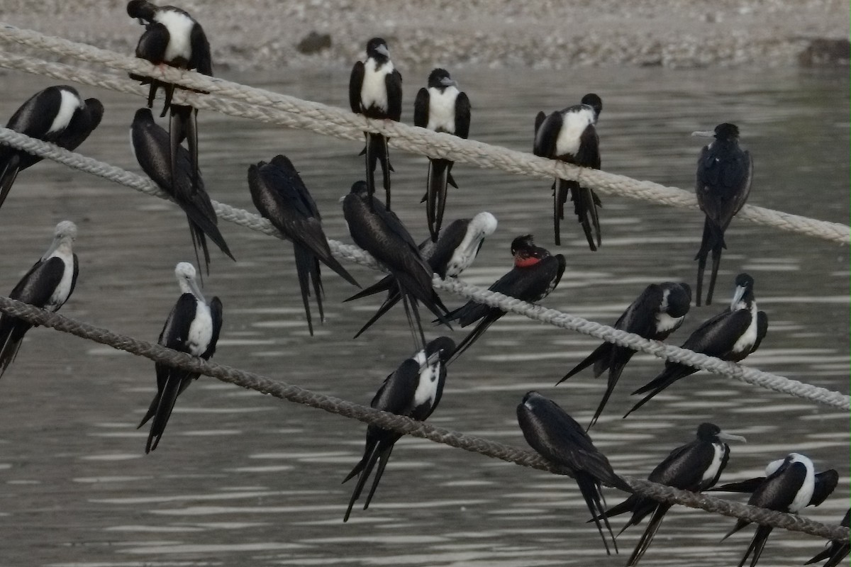 Prachtfregattvogel - ML647627797