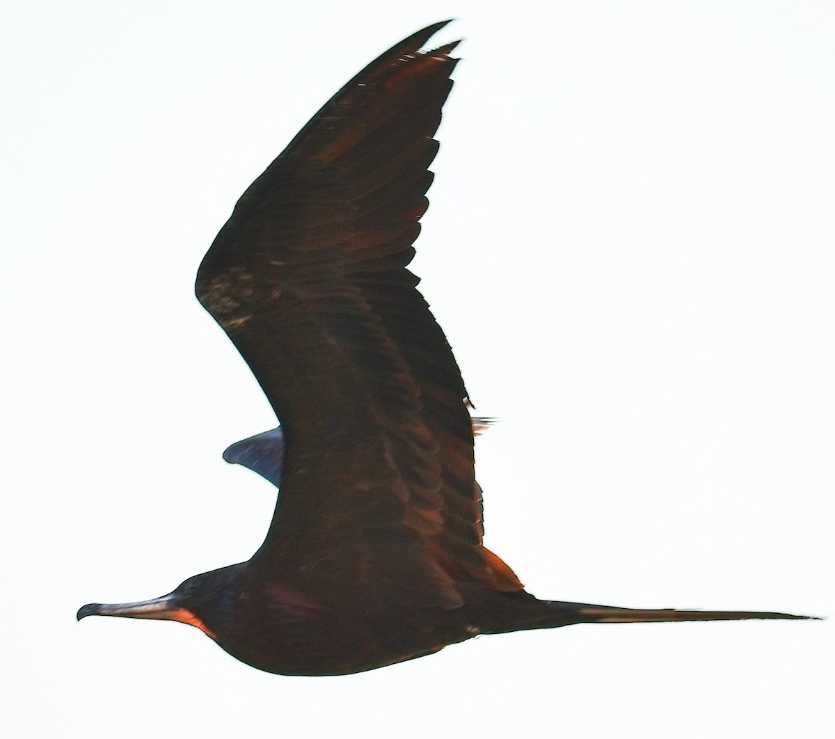 Prachtfregattvogel - ML647627798