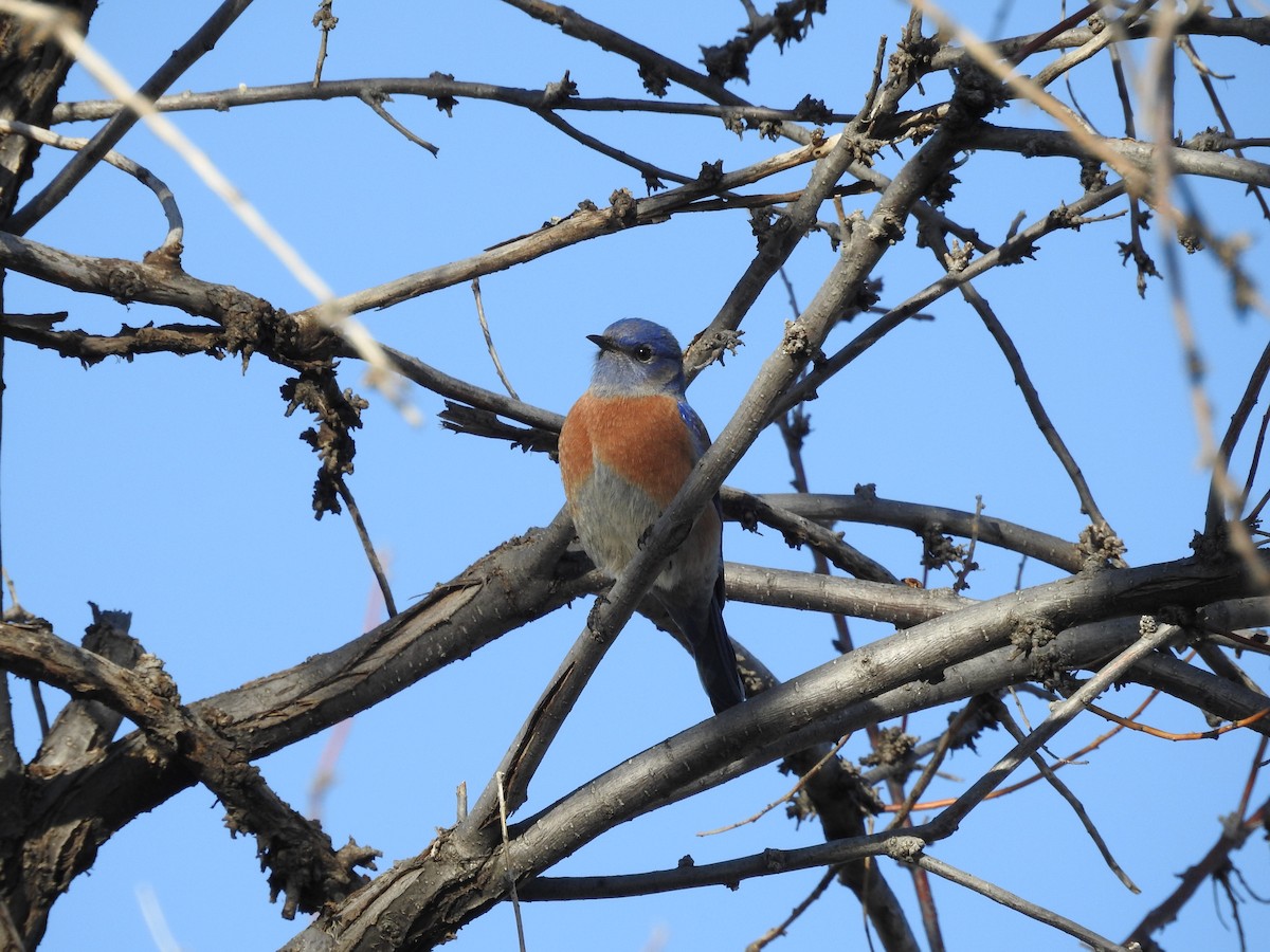 Blaukehl-Hüttensänger - ML647627799